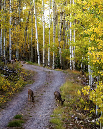 Road Grazing