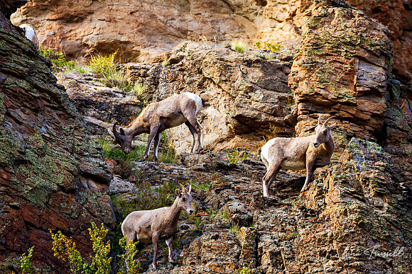 Bighorn Climbers