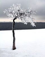 Iced
