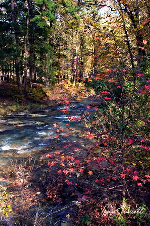 Beavers Bend