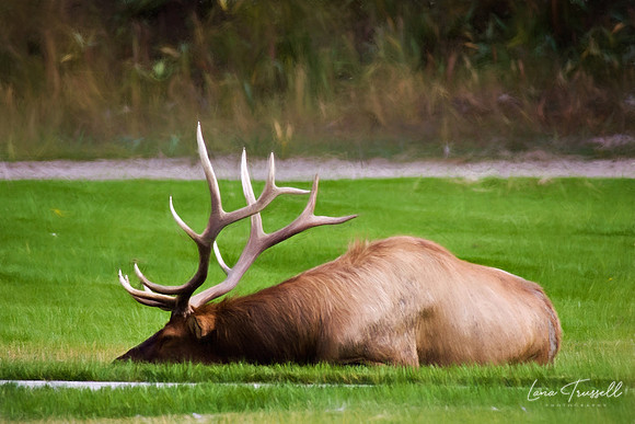 Tough Rut