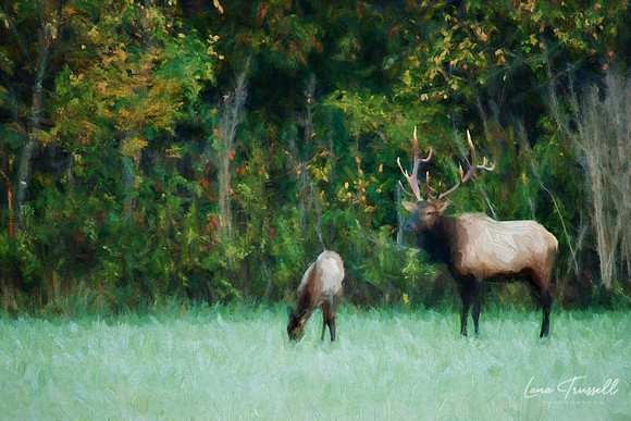 Autumn Elk