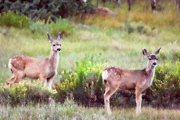 The Yearlings