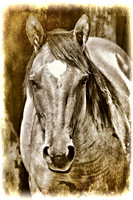 Spirit