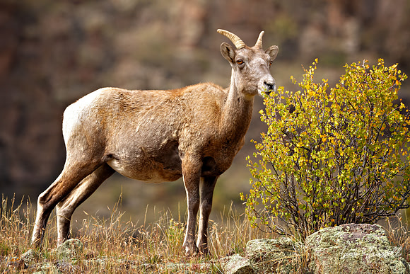 Bighorn Ewe