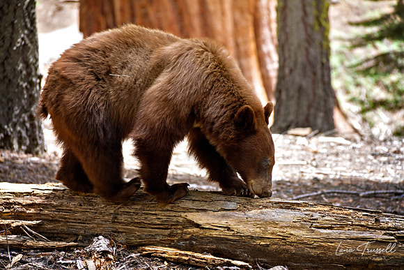 Bear Walking on a Log