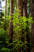 Young Redwoods