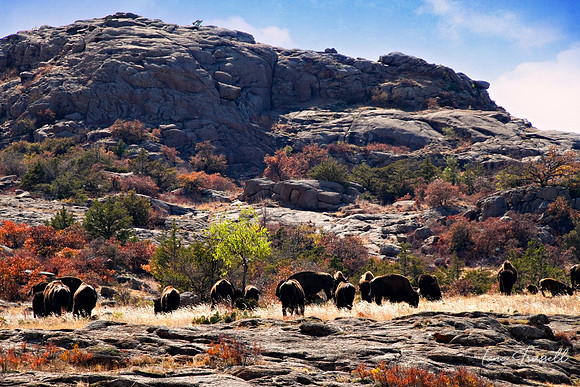 Tatanka