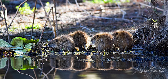 River Rats