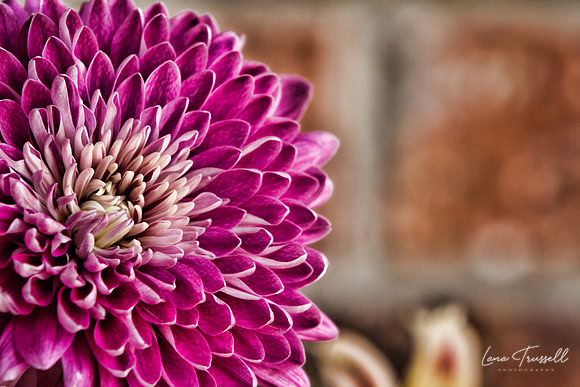 Pink Mum
