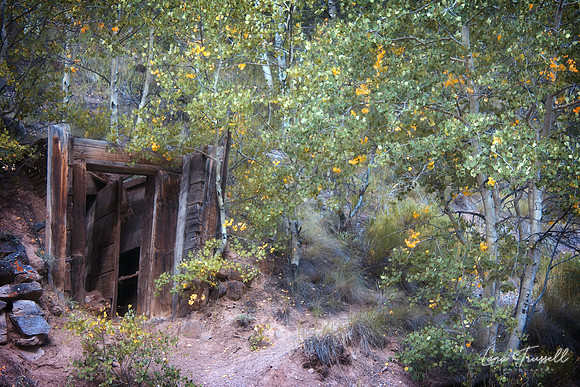 The Mine Shaft