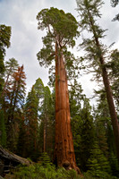A Giant of Grant Grove