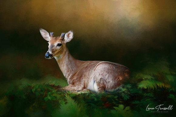 A Young Buck