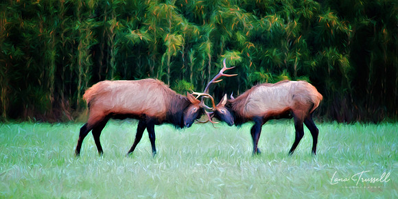 Battling Bulls