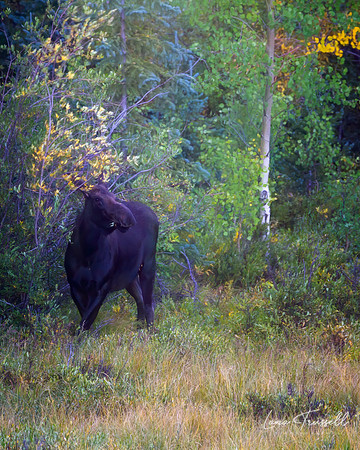 Grazing Lady