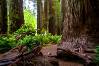 Redwood Forest