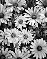 African Daisy - Infrared