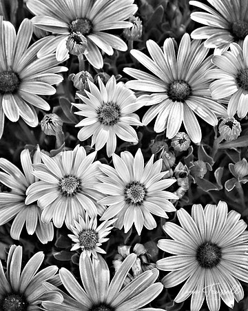 African Daisy - Infrared